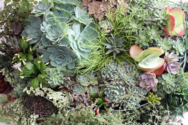 Les succulentes ou plantes grasses - Les Contes Succulents