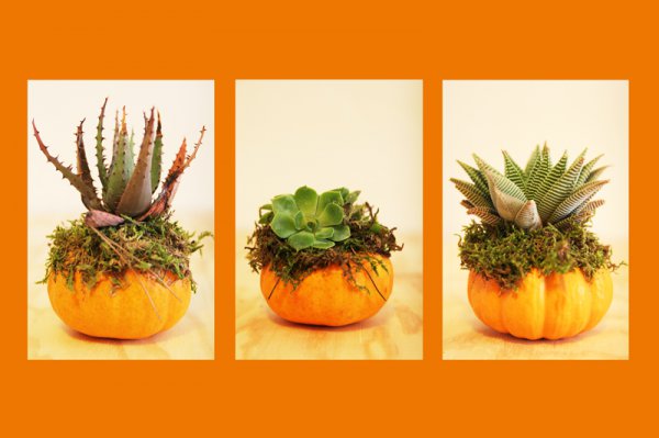 Des Citrouilles d'Halloween Succulentes