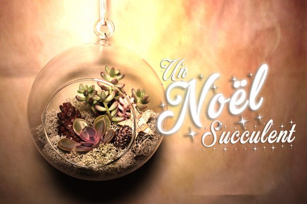 Des plantes grasses au pied du sapin