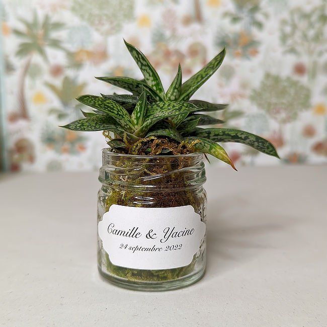 Cadeau d'invité | Mariage | La Succulente 40 ml