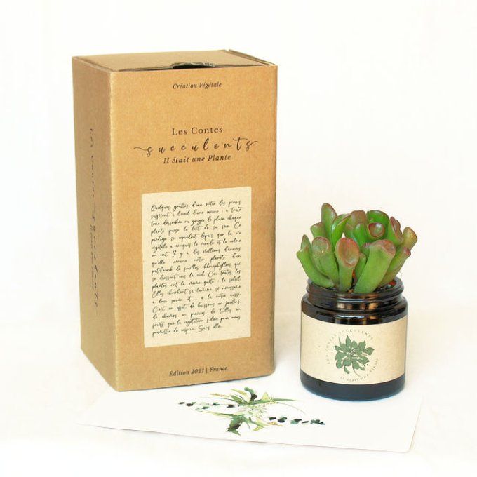 Box végétale personnalisée pour cadeaux d'entreprise, mariages, baptêmes, anniversaires