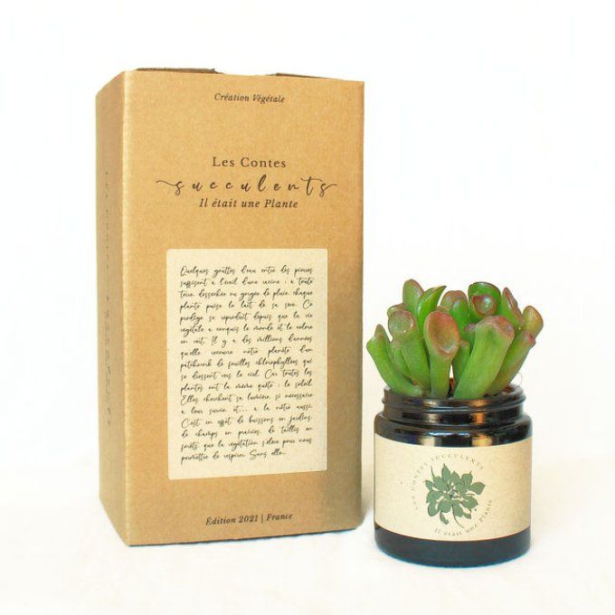 Box plante succulente personnalisée pour cadeaux d'entreprise, mariages, baptêmes, anniversaires