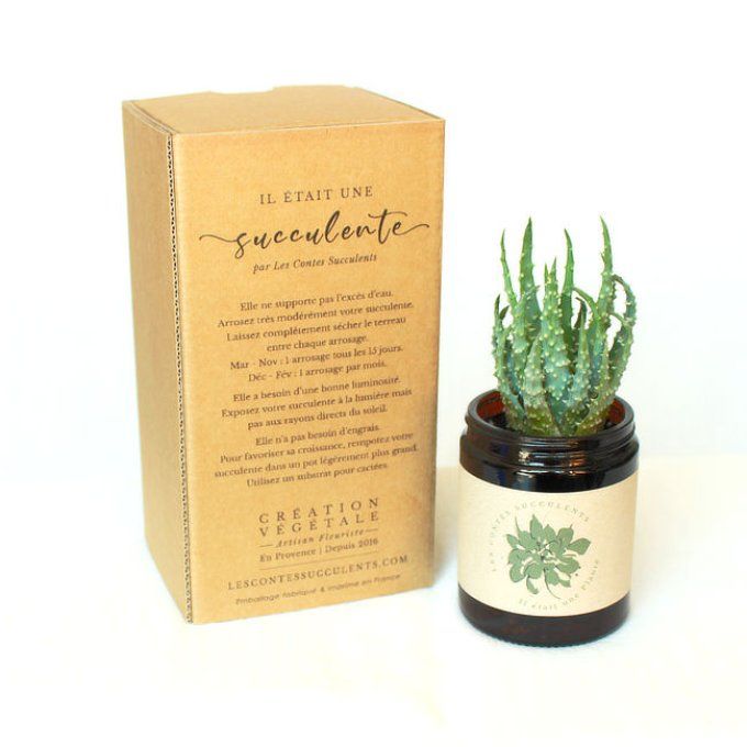 Box plante succulente personnalisée pour cadeaux d'entreprise, mariages, baptêmes, anniversaires