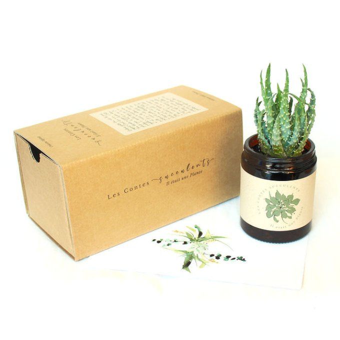 La Box Succulente | 180 ml