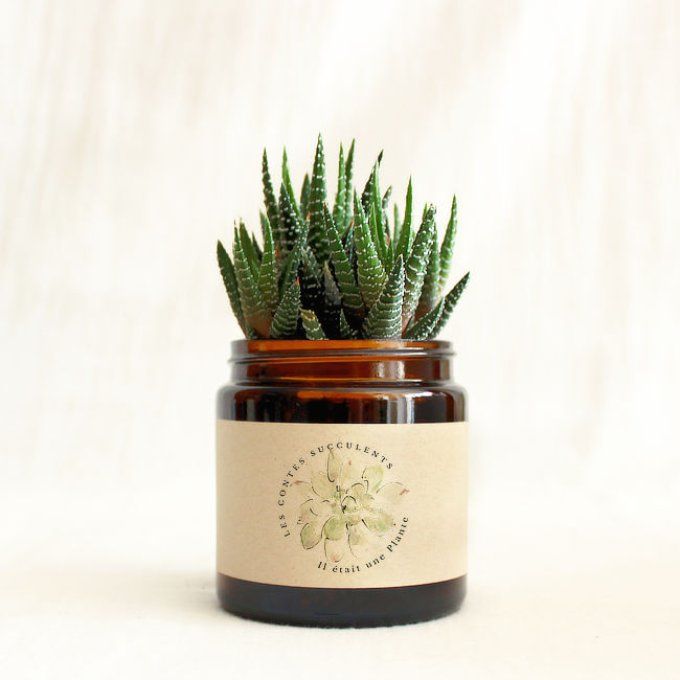 Plante succulente personnalisée pour cadeaux d'entreprise, mariages, baptêmes, anniversaires