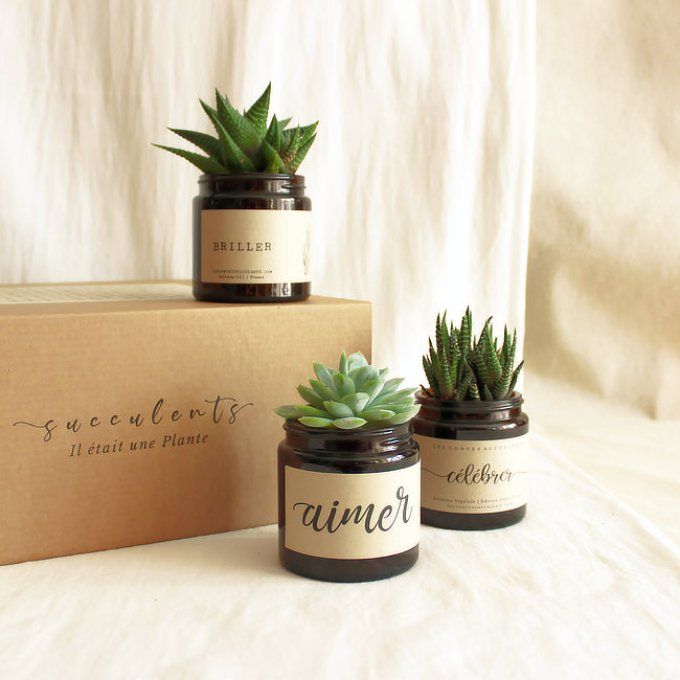 La Box Succulente | Trio 120 ml