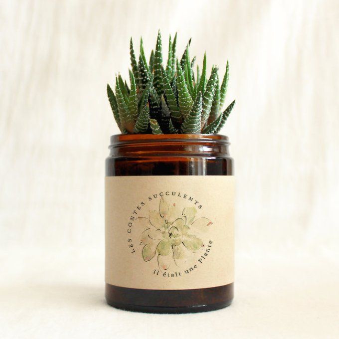 Plante succulente personnalisée pour cadeaux d'entreprise, mariages, baptêmes, anniversaires