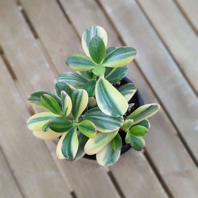 Succulente Crassula ovata 'Variegata'