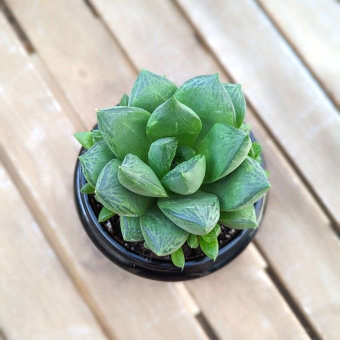 Succulente Haworthia cuspidata