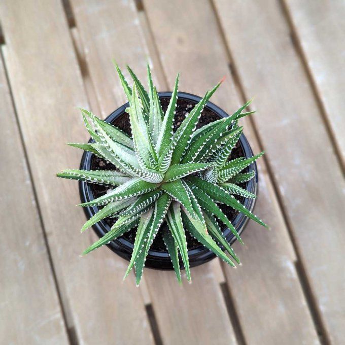 Succulente Haworthia fasciata 'Variegata'