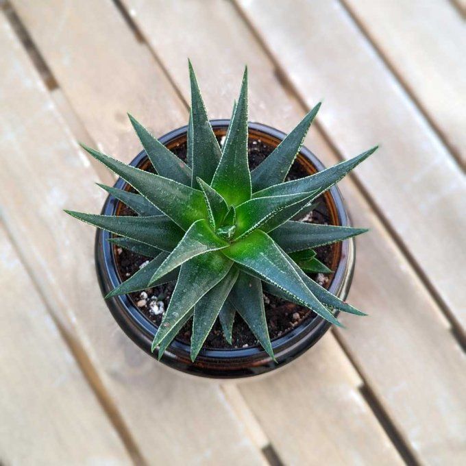 Succulente Haworthia herbacea