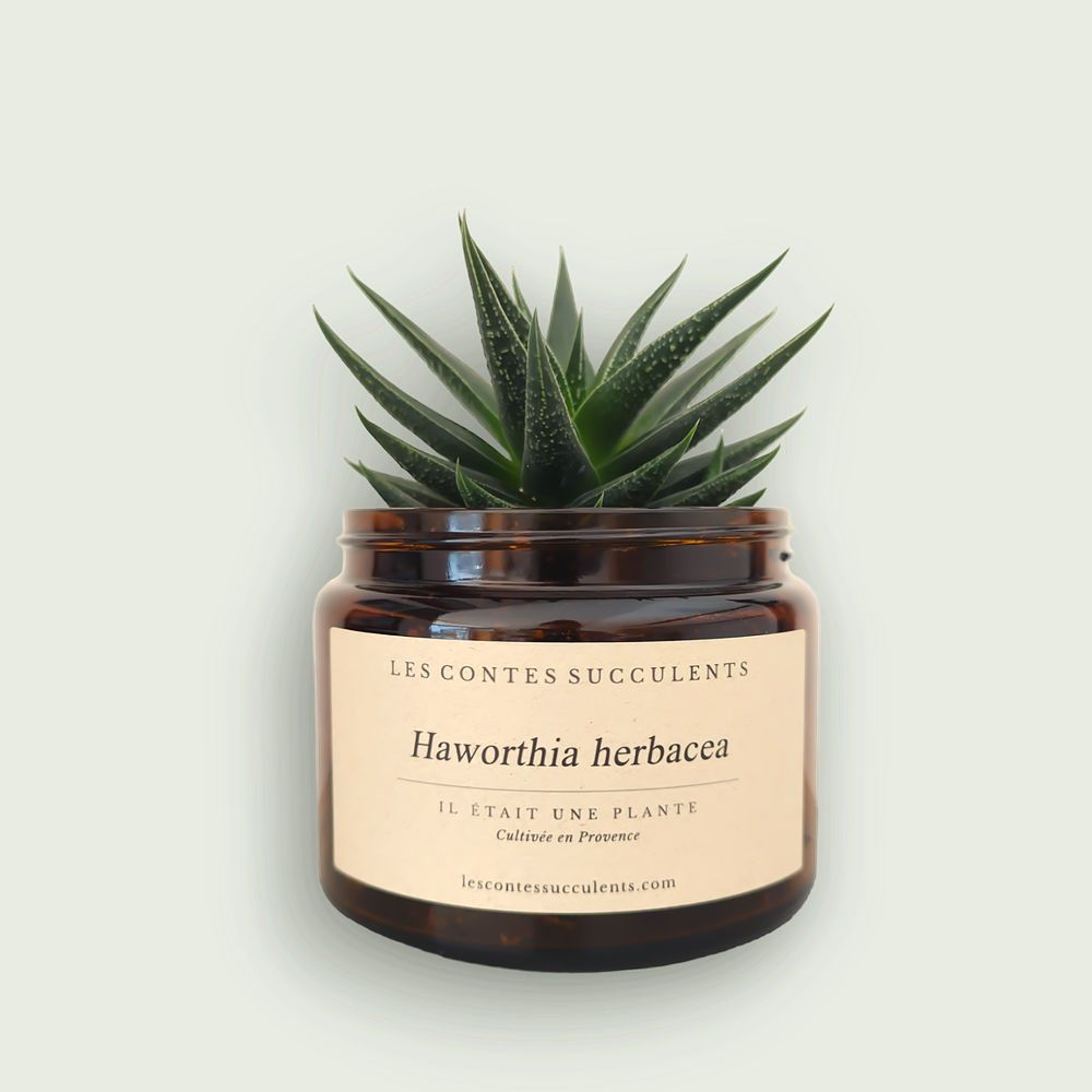Haworthia herbacea