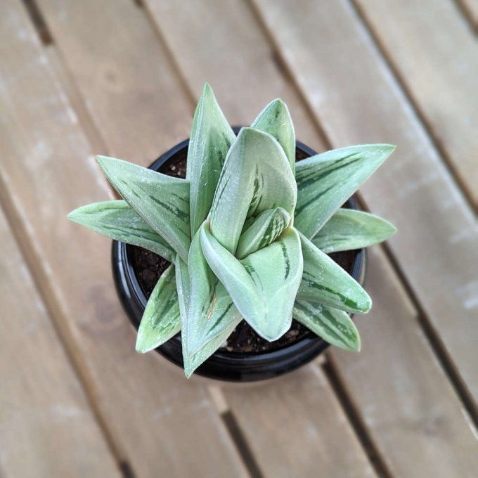 Succulente x Gasteraloe 'Green Ice'