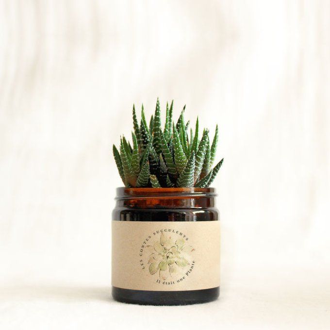 Plante succulente personnalisée pour cadeaux d'invités, mariages, baptêmes, anniversaires, entrepris