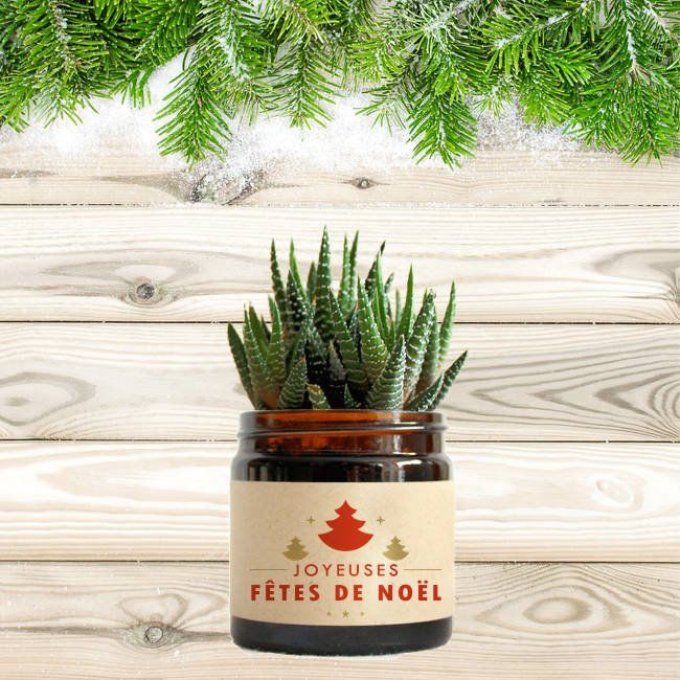 La Succulente de Noël | 60 ml  - Traditionnel 1