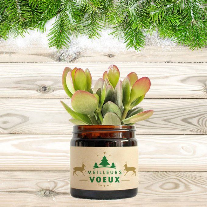 La Succulente de Noël | 60 ml  - Traditionnel 2