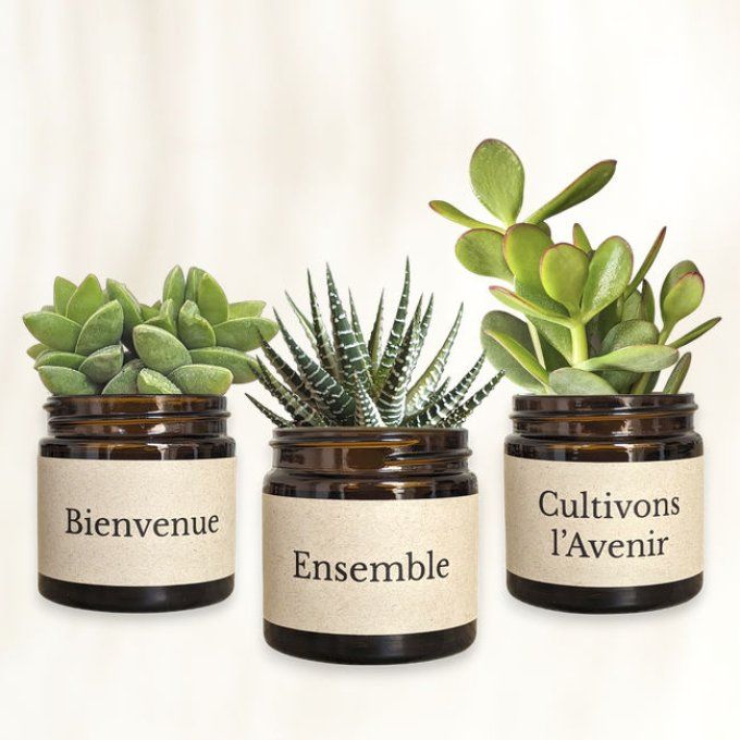 Pack 3 succulentes à message | Bienvenue