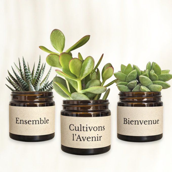 Pack 3 succulentes à message | Bienvenue