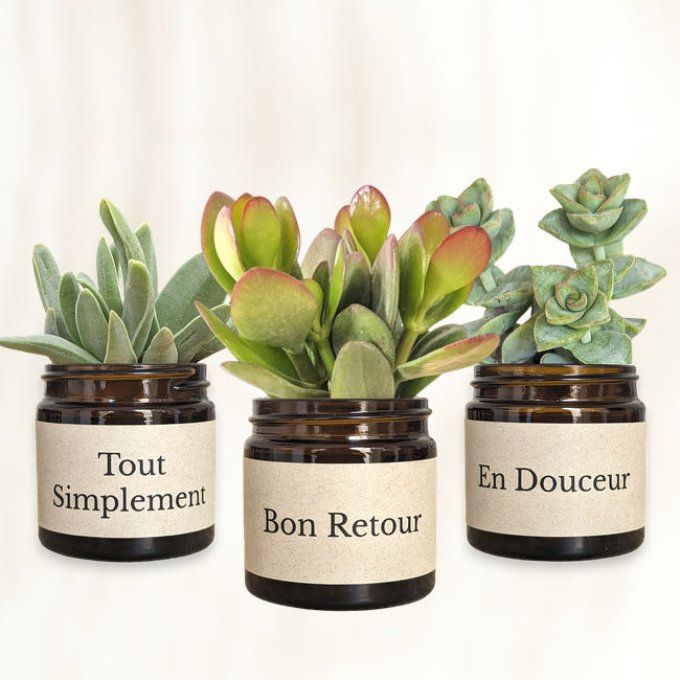 Pack 3 succulentes à message | Bon Retour