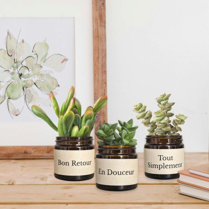 Pack 3 succulentes à message | Bon Retour