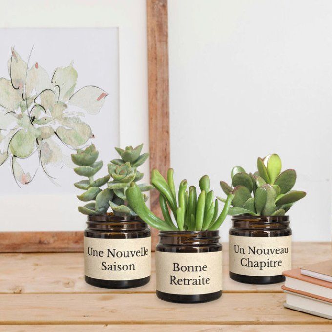 Pack 3 succulentes à message | Bonne Retraite
