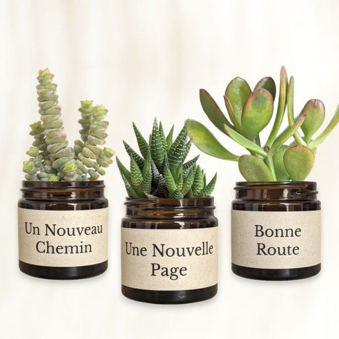 Pack 3 succulentes à message | Bonne Route