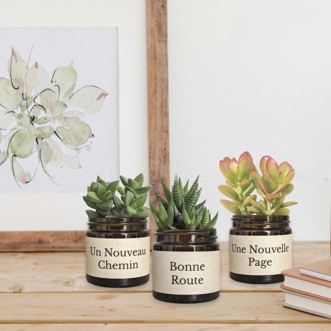 Pack 3 succulentes à message | Bonne Route