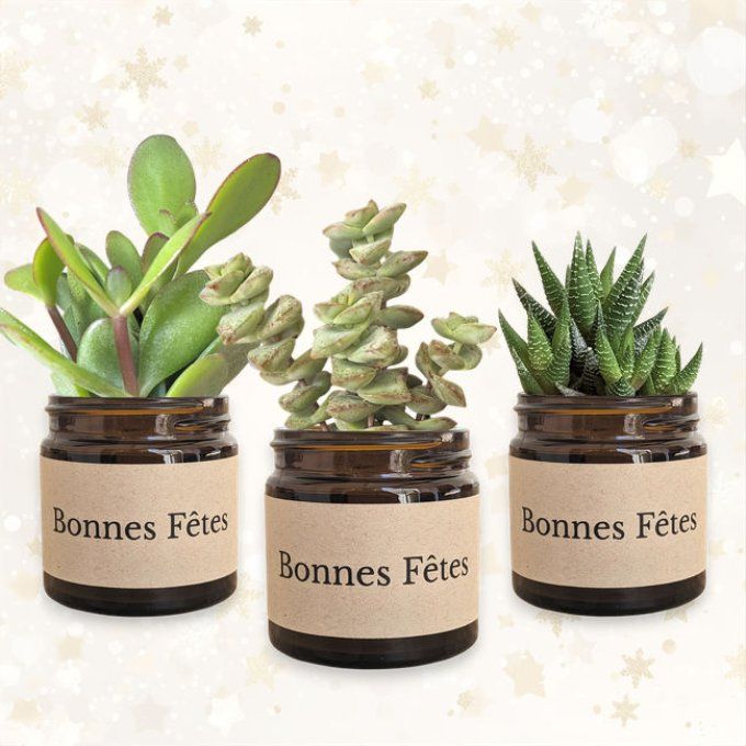 Pack 3 succulentes de Noël | Bonnes Fêtes