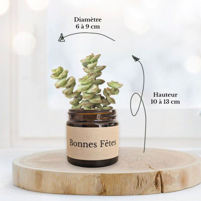 Pack 3 succulentes de Noël | Bonnes Fêtes