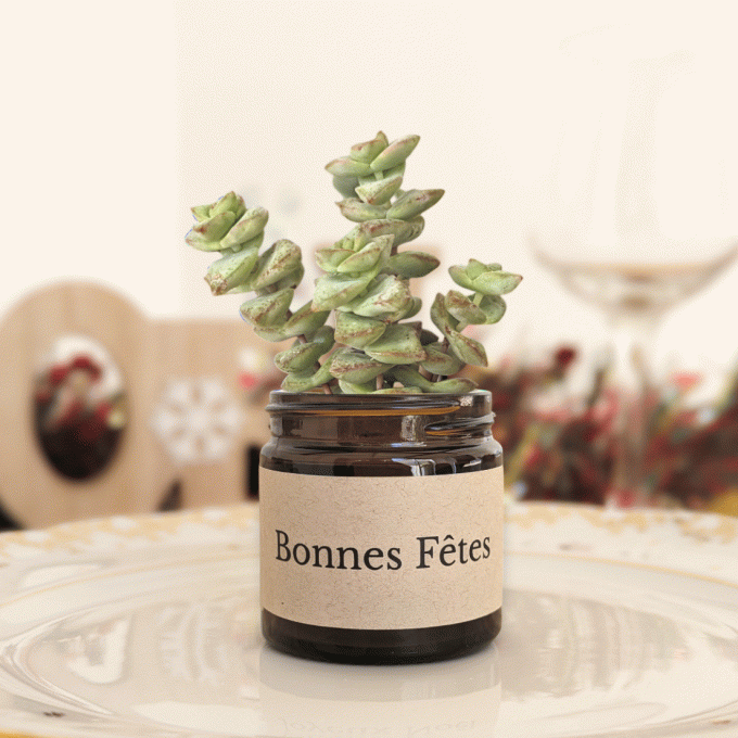 Pack 3 succulentes de Noël | Bonnes Fêtes
