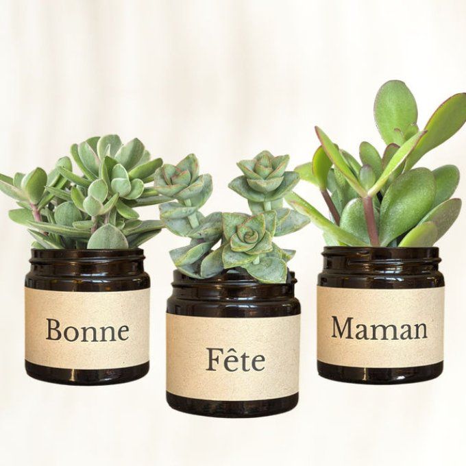 Pack 3 succulentes à message | Bonne Fête Maman