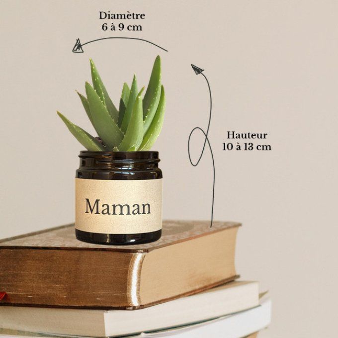 Pack 3 succulentes à message | Bonne Fête Maman