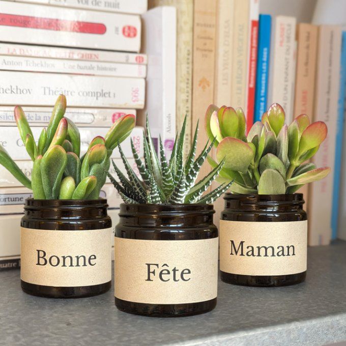 Pack 3 succulentes à message | Bonne Fête Maman