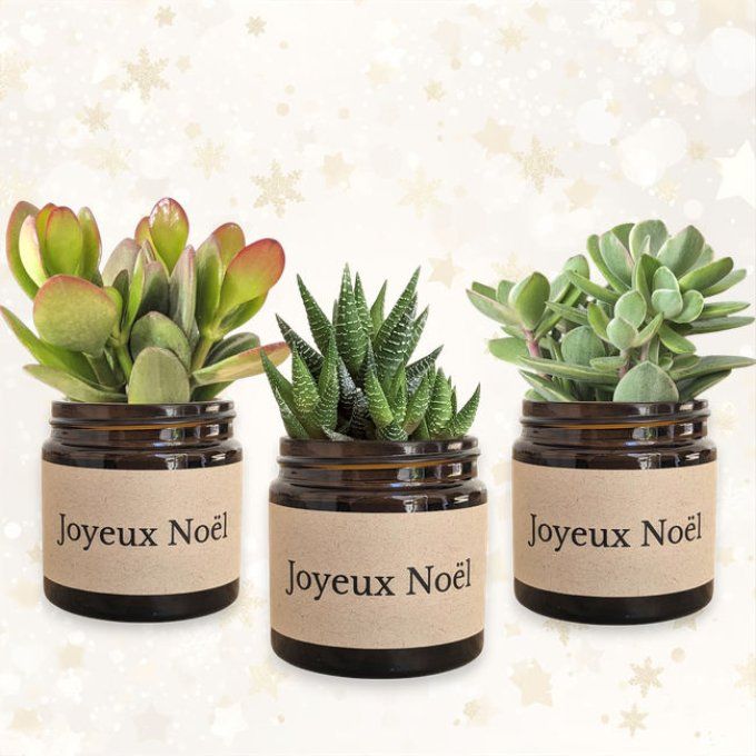 Pack 3 succulentes de Noël | Joyeux Noël