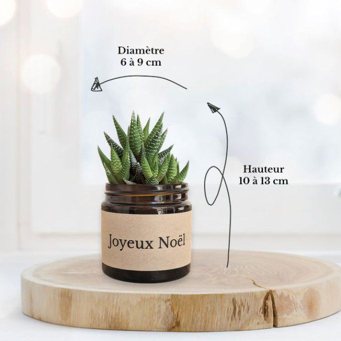 Pack 3 succulentes de Noël | Joyeux Noël