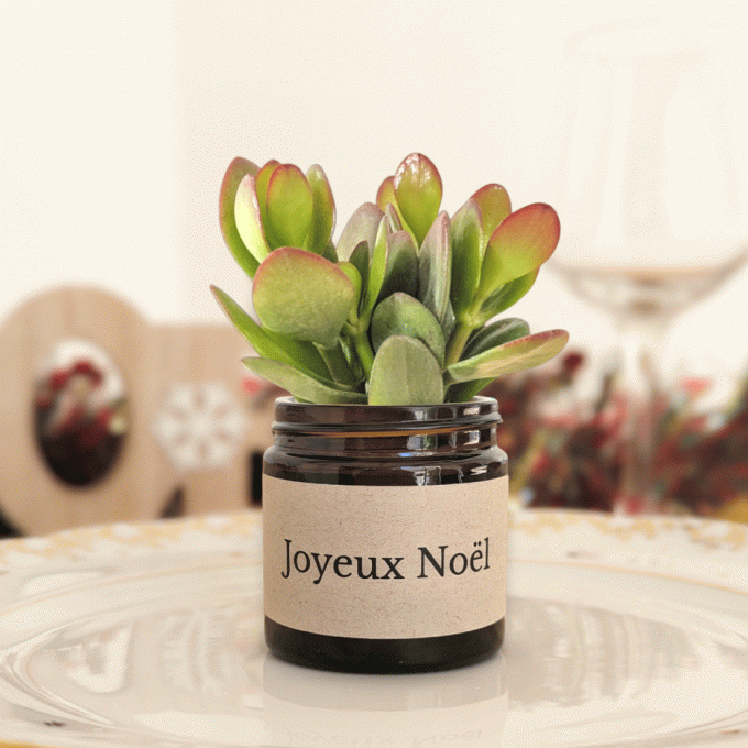Pack 3 succulentes de Noël | Joyeux Noël