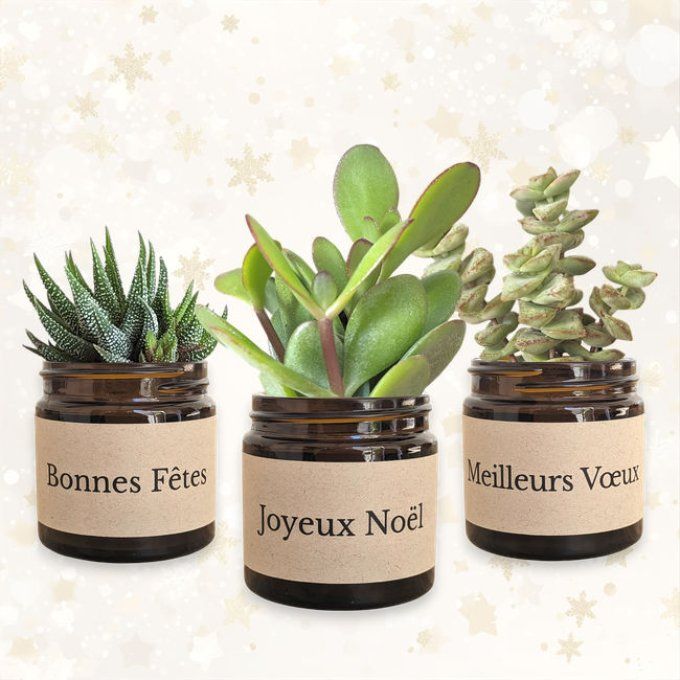 Pack 3 succulentes de Noël | Les Trois Voeux
