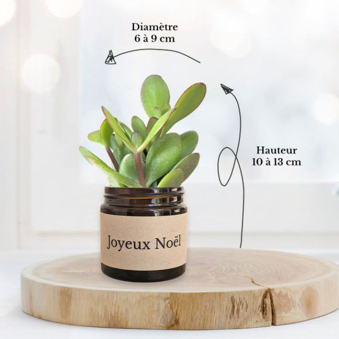 Pack 3 succulentes de Noël | Les Trois Voeux