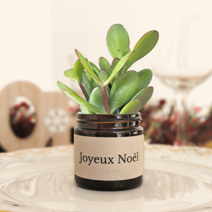 Pack 3 succulentes de Noël | Les Trois Voeux