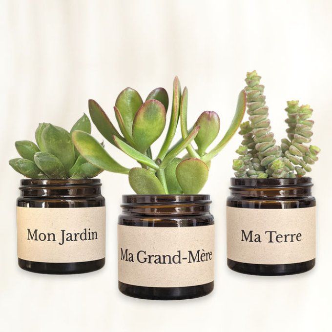 Pack 3 succulentes à message | Ma Grand-Mère