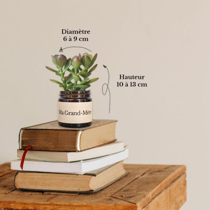Pack 3 succulentes à message | Ma Grand-Mère