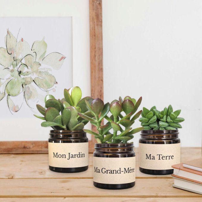 Pack 3 succulentes à message | Ma Grand-Mère