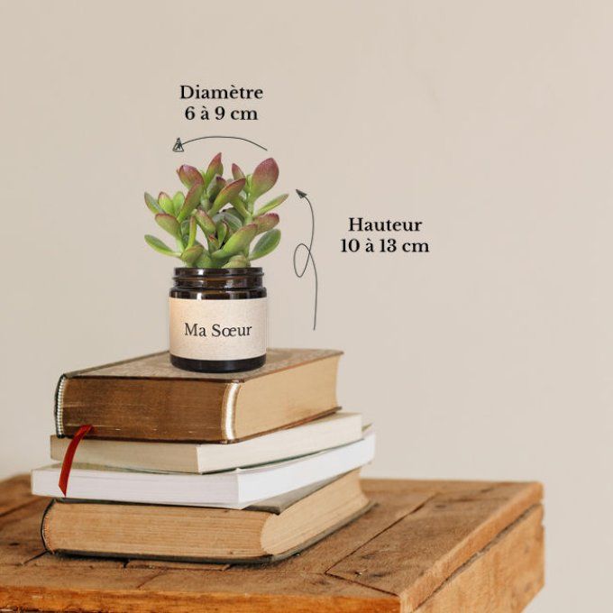 Pack 3 succulentes à message | Ma Soeur