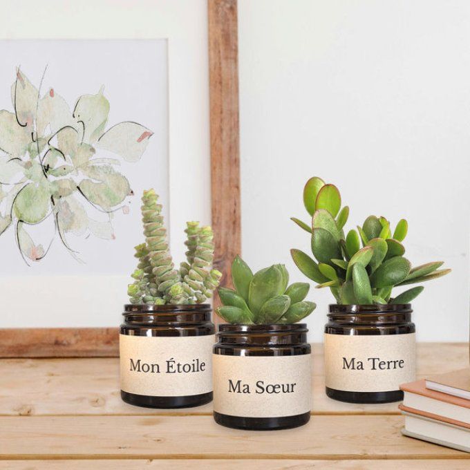 Pack 3 succulentes à message | Ma Soeur