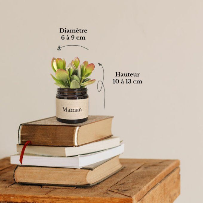 Pack 3 succulentes à message | Maman