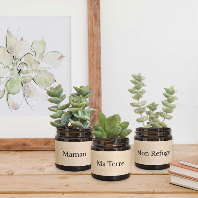 Pack 3 succulentes à message | Maman