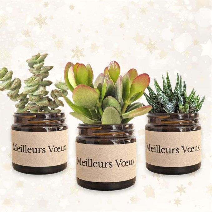 Pack 3 succulentes de Noël | Meilleurs Voeux