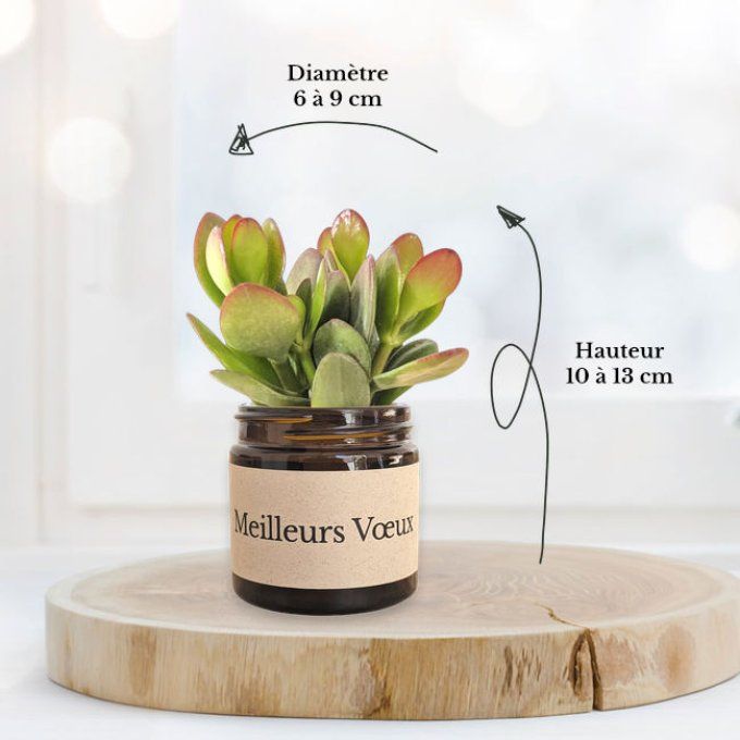 Pack 3 succulentes de Noël | Meilleurs Voeux