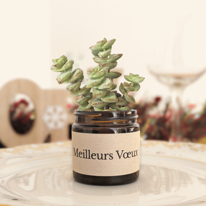 Pack 3 succulentes de Noël | Meilleurs Voeux