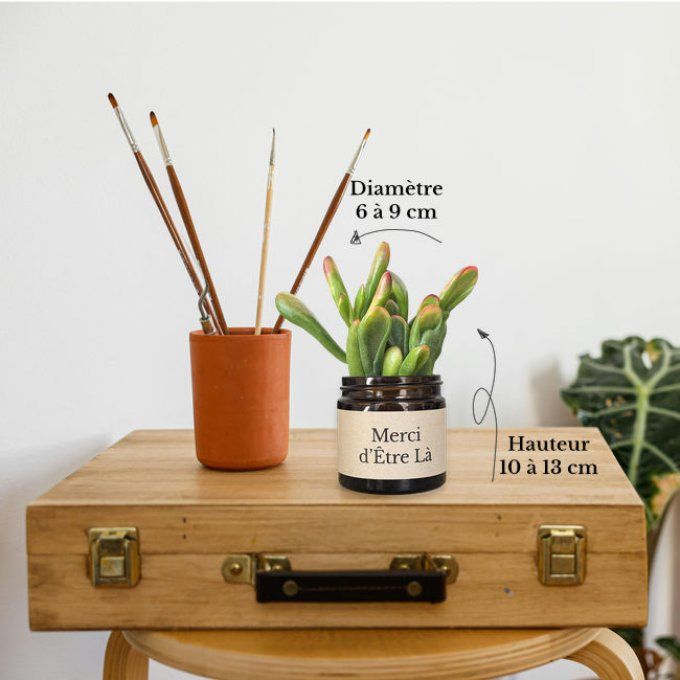 Pack 3 succulentes à message | Merci d'Être Là